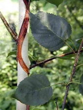 Betula utilis 'Doorenbos' 